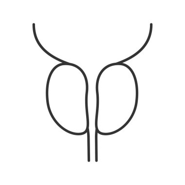 Prostat bezi ve üretra doğrusal simgesi. İnce hat illüstrasyon. Erkek üreme sistemi organı. Kontur sembolü. Çizim vektör izole anahat