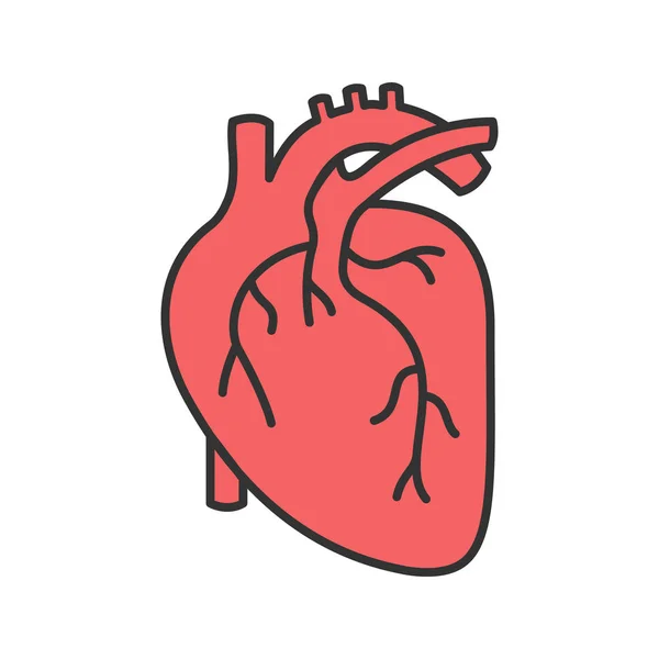 Emberi Szív Anatómiája Színes Ikon Elszigetelt Vektoros Illusztráció — Stock Vector