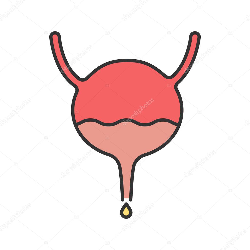 Urinary bladder, ureter and urethra color icon. Urinary system. Isolated vector illustration