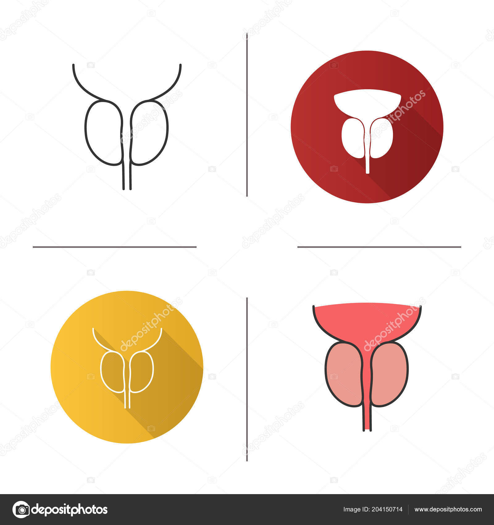 organo prostata