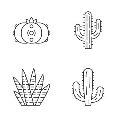 Vahşi kaktüs doğrusal simgeler ayarlayın. Sulu meyveler. Cacti koleksiyonu. Saguaro, peyote, Meksikalı dev ve Zebra cactuses. İnce çizgi kontur sembolleri. İzole vektör anahat illüstrasyonları. Düzenlenebilir kontur
