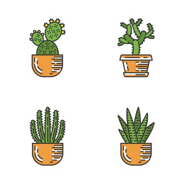 Pot renk simgeleri ev kaktüs ayarlayın. Sulu meyveler. Dikenli bitkiler. Prickly armut, Cholla, Zebra kaktüs, organ borusu. İzole vektör illüstrasyonları