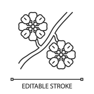 Whitestem artelişleriglitterkelebekleranneler doğrusal simgesi. Psilostrophe cooperi. Cooper kağıt papatya. Meksikalı, Amerikan egzotik çiçeği. İnce çizgi çizimi. Kontur sembolü. Vektör izole anahat çizimi. Düzenlenebilir kontur