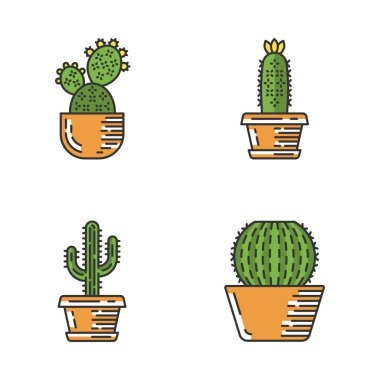 Pot renk simgeleri ev kaktüs ayarlayın. Sulu meyveler. Cacti koleksiyonu. Prickly armut, kirpi kaktüs, saguaro, varil kaktüs. İzole vektör illüstrasyonları