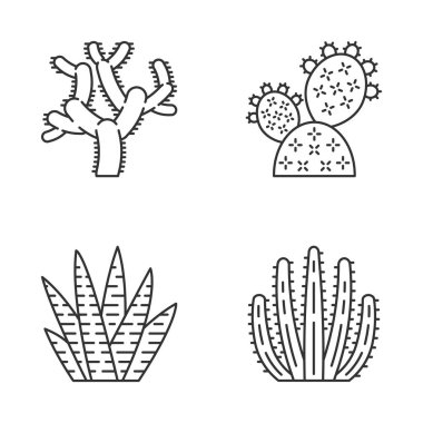 Vahşi kaktüs doğrusal simgeler ayarlayın. Yeşil succulents. Egzotik Meksikalı Flora. Chola, dikenli armut, Zebra kaktüs, organ boru kaktüs. İnce çizgi kontur sembolleri. İzole vektör anahat simgeleri. Düzenlenebilir kontur
