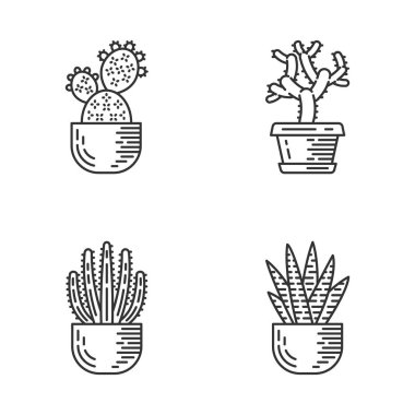 Pot doğrusal simgeler ev kaktüsü ayarlayın. Sulu meyveler. Dikenli bitkiler. Prickly armut, Cholla, Zebra kaktüs, organ borusu. İnce çizgi kontur sembolleri. İzole vektör anahat illüstrasyonları. Düzenlenebilir kontur