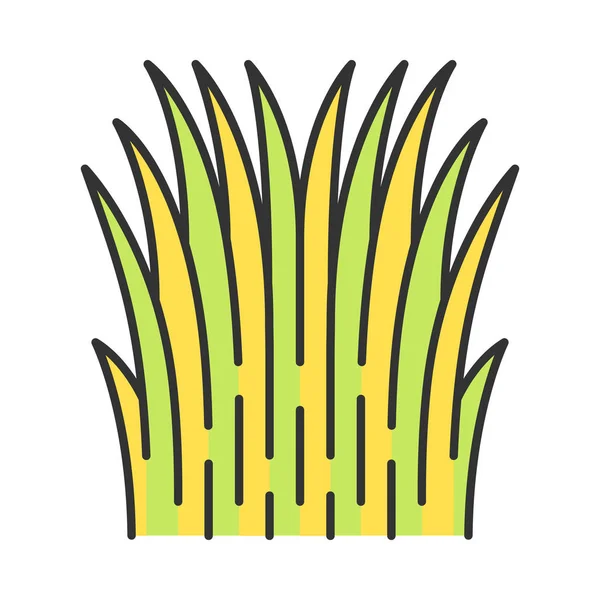 Mexikanischer Faden Gras Farbe Symbol Üppiger Kräuterbusch Nassella Tenuissima Feinstes — Stockvektor