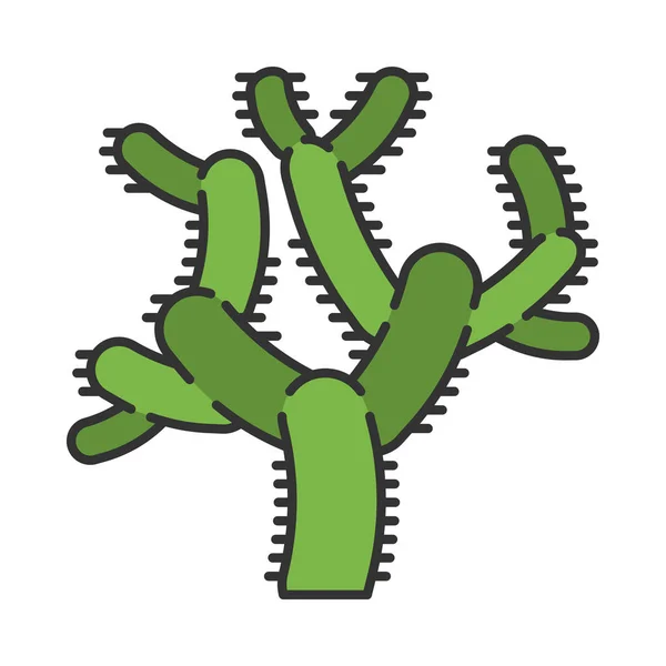 Teddy Bear Cholla Cactus Color Icon Cylindropuntia Cylindroid Jointed Cacti — Stock Vector