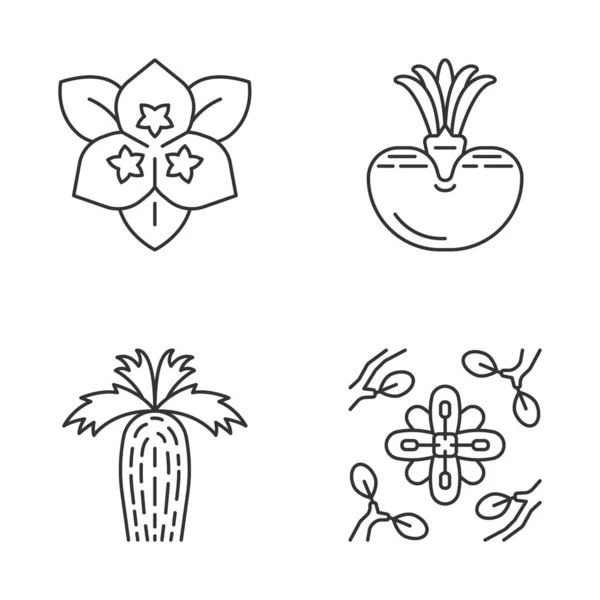 Wüstenpflanzen Lineare Symbole Gesetzt Exotische Flora Bougainvillea Blume Lebender Stein — Stockvektor