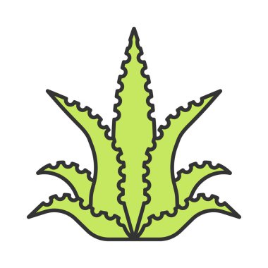Aloe Vera renk simgesi. Etli succulent. Egzotik çöl bitki. İzole vektör illüstrasyon