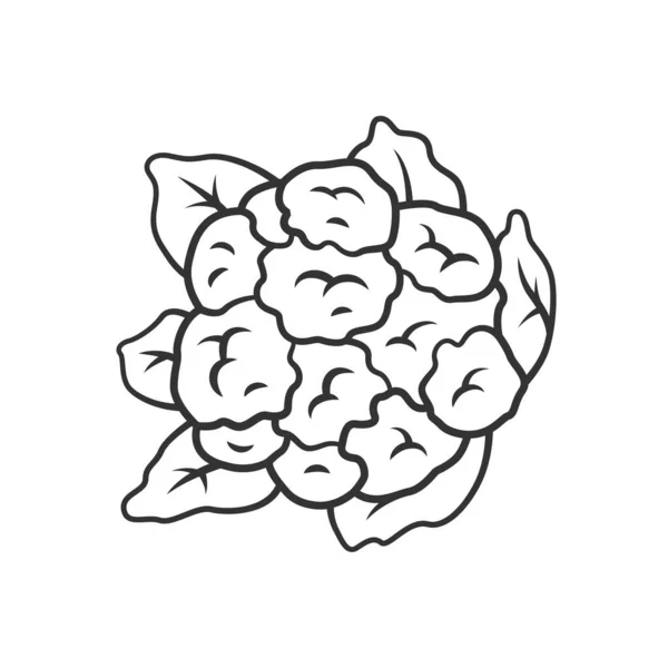 Cauliflower linear icon — Stock Vector
