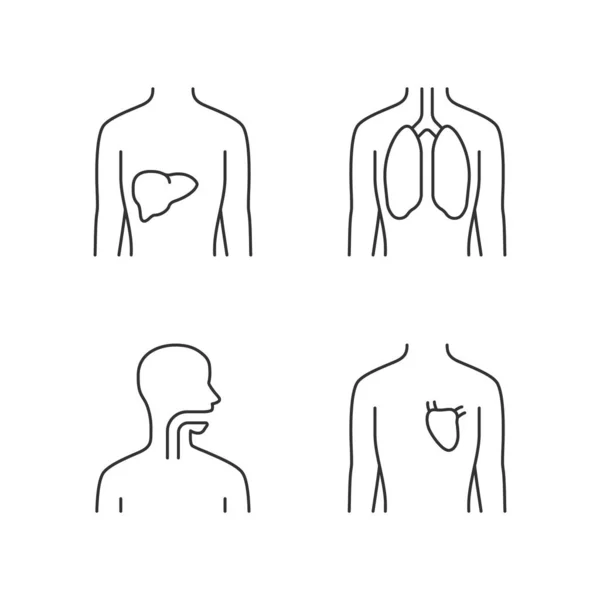 Órganos humanos sanos conjunto de iconos lineales. Hígado y pulmones en buena h — Archivo Imágenes Vectoriales