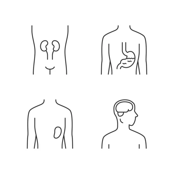 Organes humains sains icônes linéaires ensemble. Rein et rate en bonne santé — Image vectorielle