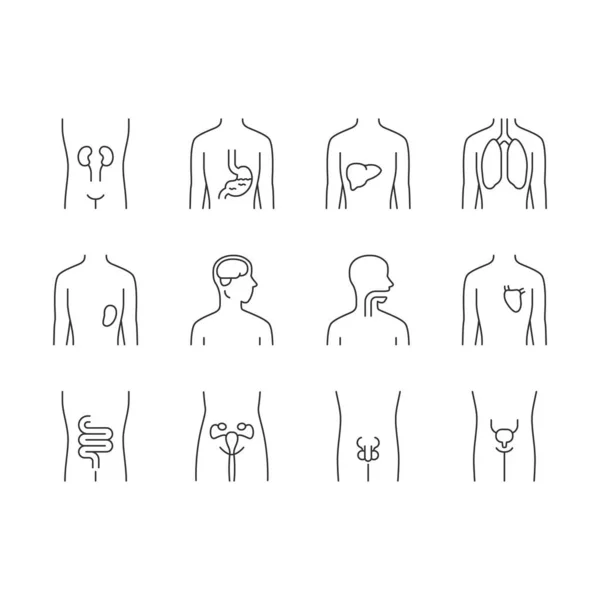 Órgãos humanos saudáveis conjunto ícones lineares. Garganta e pulmões em bom estado —  Vetores de Stock
