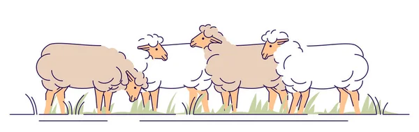 Kudde van sheeps op weide platte vector illustratie. Veeteelt, het dierhouderij cartoon concept met omtrek. Ewes grazen. Schapenwol en lamsvlees productie geïsoleerd design element — Stockvector