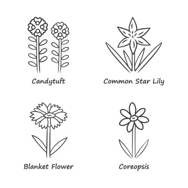 Yabani çiçekler lineer simgeler ayarlayın. Candytuft, ortak yıldız zambağı, coreopsis, battaniye çiçeği. Çiçek açan yabani çiçek, yabani hayvan. Tarla, çayır bitkileri. İnce çizgi kontur sembolleri. Yalıtılmış vektör anahat çizimleri