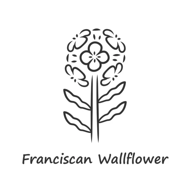 Icono lineal de wallflower franciscano. Planta con flores de jardín con inscripción de nombre. Inflorescencia de Erysimum franciscanum. Ilustración en línea delgada. Símbolo de contorno. Dibujo de contorno aislado vectorial — Vector de stock