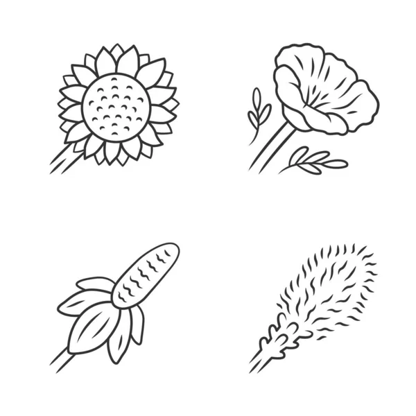 Wilde bloemen lineaire pictogrammen instellen. Helianthus, Californië Poppy, Mexicaanse hoed, Liatris. Bloeiende wilde bloemen, onkruid. Calflora. Lente bloesem. Dunne lijn contoursymbolen. Geïsoleerde vector omtrek illustratie — Stockvector