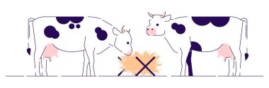 İnekler düz vektör illüstrasyon besler. Anahat ile sığır yetiştiriciliği, hayvancılık ve üreme karikatür kavramı. Mandıra. Siyah noktalar saman yan görünüm beyaz izole yeme ile beyaz inekler
