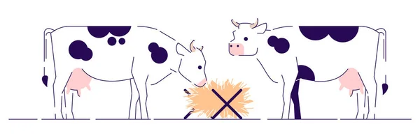 Koeien voeden platte vector illustratie. Veeteelt, veehouderij en kweek cartoon concept met omtrek. Melkveebedrijf. Witte koeien met zwarte vlekken eten hooi zijaanzicht geïsoleerd op wit — Stockvector