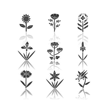 Yabani çiçekler gölge siyah glyph simgeleri ayarlayın bırakın. Helianthus, california haşhaş, franciscan wallflower, douglas iris, yaban havucu, kırmızı columbine, battaniye çiçek. Yalıtılmış vektör çizimleri