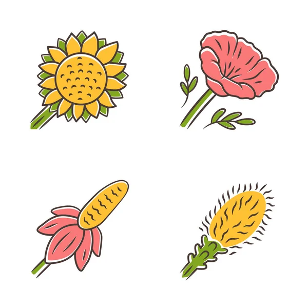 Conjunto de iconos de color flores silvestres. Helianthus, amapola de California, sombrero mexicano, liatris. Flores silvestres florecientes, hierba. Flor de primavera. Campo, prado plantas con flores. Ilustraciones vectoriales aisladas — Archivo Imágenes Vectoriales