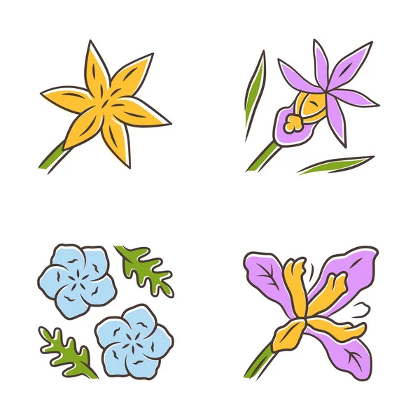 야생 꽃 색상 아이콘 설정입니다. 일반적인 스타 백합, 칼립소 오초, 베이비 블루 아이, 더글라스 아이리스. 피는 야생화, 잡초. 봄 꽃입니다. 필드, 초원 식물. 격리된 벡터 일러스트레이션 — 스톡 벡터