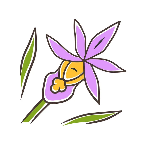 Icono de color púrpura orquídea Calipso. Flor tropical exótica. Zapatilla de hadas. Calypso bulbosa. Paphiopedilum de flores silvestres. Flor de primavera. Ilustración vectorial aislada — Vector de stock