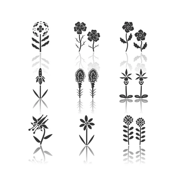 Άγρια λουλούδια πέφτουν σκιά μαύρο εικονίδια γλύφων που. Φραγκισκανός, μπλε μάτια, μεξικάνικο καπέλο, liatris, ορχιδέα Καλυψώ, πορφυρή κολομπίνα, Coreopsis, Κάντι. Μεμονωμένες διανυσματικές απεικονίσεις — Διανυσματικό Αρχείο