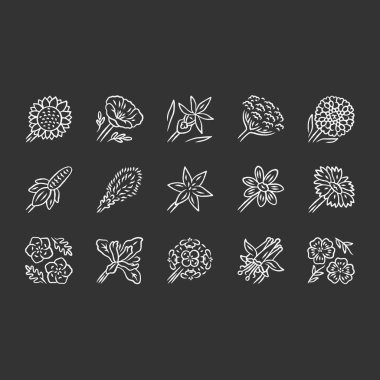 Yabani çiçekler tebeşir simgeleri ayarlayın. Bahar çiçeği. Kaliforniya kır çiçekleri. Bahçe dekoratif çiçeklenme bitkiler. Botanik bohça. Çayır ve tarla çiçekleri, oed. Yalıtılmış vektör tebeşir tahtası çizimleri