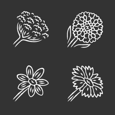 Yabani çiçekler tebeşir simgeleri ayarlayın. İnek yaban havucu, candytuft, coreopsis, battaniye çiçek. Çiçek açan kır çiçekleri, yabani hayvan. Bahar çiçeği. Tarla, çayır bitkileri. Yalıtılmış vektör tebeşir tahtası çizimleri