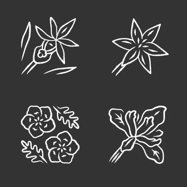 Wild Flowers Chalk Icons Set Common Star Lily Calypso Orchid — 스톡 벡터