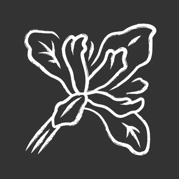 Ícone de giz de planta de íris Douglas. Flor selvagem da Califórnia. Flor de jardim, erva. Iris douglasiana. Flor de primavera. Ilustração de quadro vetorial isolado —  Vetores de Stock