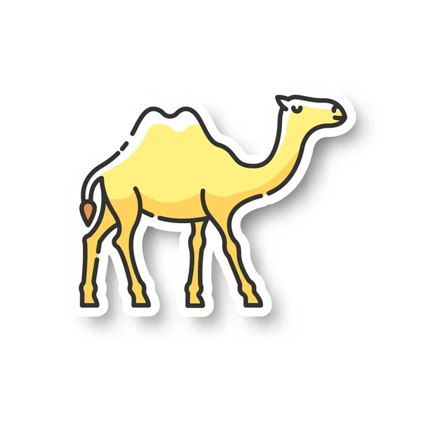 Parche Camello Fauna Arábiga Domesticada Clima Tropical Vida Silvestre Exótica — Archivo Imágenes Vectoriales
