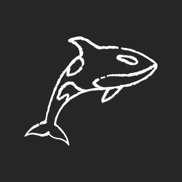 欧卡粉笔白色图标黑色背景 危险的游泳动物 海洋生物 海洋动物 食肉动物 水下掠食者 杀人鲸隔离病媒黑板插图 — 图库矢量图片