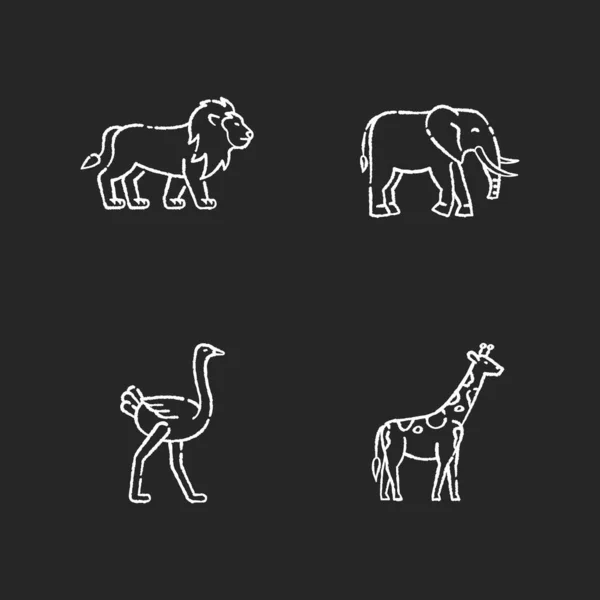 Африканская Дикая Природа Мелом Белые Иконки Установленные Черном Фоне Экзотическая — стоковый вектор