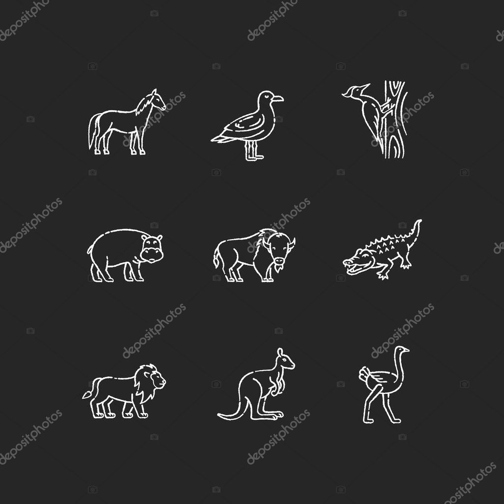 Flying and land animals chalk white icons set on black background. Common birds and exotic wildlife. Diverse herbivore mammals and carnivore predators. Isolated vector chalkboard illustrations