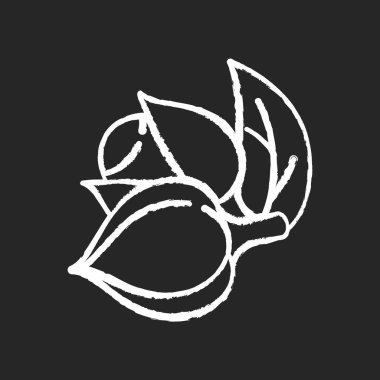 Guarana siyah arkaplanda beyaz tebeşir simgesi. Organik uyarıcı. Tropik bitki. Enerji içeceği için malzeme. Beslenmek için bitkisel katkı maddesi. İzole edilmiş vektör karatahta çizimi