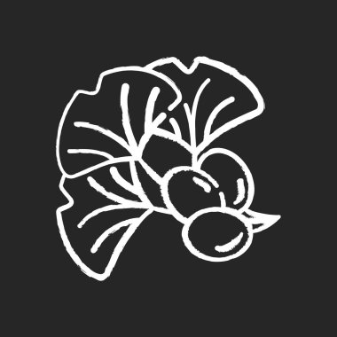 Siyah arkaplanda Ginkgo biloba beyaz tebeşir simgesi. Doğal bitkisel malzeme. Japon yaprağı ve fasulyesi. Enerji içeceği için alternatif tıbbi katkı maddesi. İzole edilmiş vektör karatahta çizimi