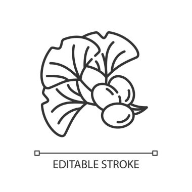 Ginkgo biloba doğrusal simgesi. Doğal bitkisel malzeme. Japon yaprağı ve fasulyesi. İnce çizgi özelleştirilebilir illüstrasyon. Contour sembolü. Vektör izole çizim. Düzenlenebilir vuruş