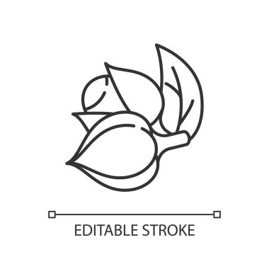 Guarana doğrusal simgesi. Organik uyarıcı. Tropik bitki. Enerji içeceği için malzeme. İnce çizgi özelleştirilebilir illüstrasyon. Contour sembolü. Vektör izole çizim. Düzenlenebilir vuruş