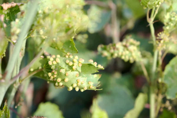 Hojas Uva Afectadas Por Filoxera Campo Cultivo Vid Espacio Copia Imagen De Stock