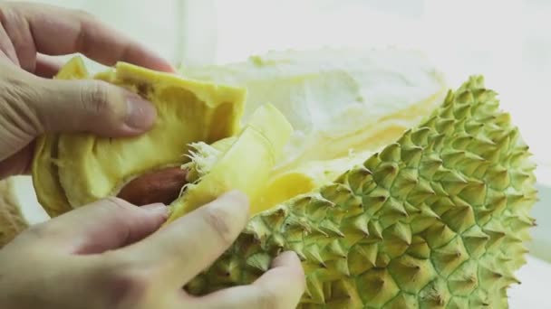 新鲜榴莲果壳手剥皮 缓缓剥落 在房间里 从床上的窗户透出自然的光芒 看起来美味可口的甜水果 泰国水果的黄色质感 — 图库视频影像