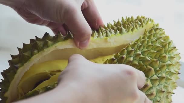 新鲜榴莲果壳手剥皮 缓缓剥落 在房间里 从床上的窗户透出自然的光芒 看起来美味可口的甜水果 泰国水果的黄色质感 — 图库视频影像