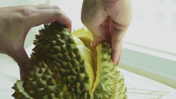 Fresh Durian Fruit Hand Peel Shell Pick Slow Tear Look — Stock Video