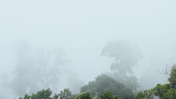 Kabut Alami Yang Mengalir Antara Pohon Hijau Hutan Pegunungan Mendung — Stok Video