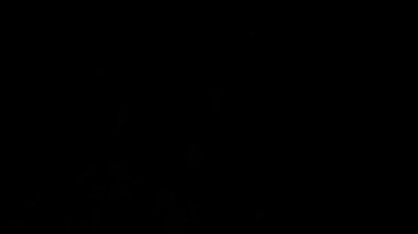 Göz kamaştırıcı, soyut, göz kamaştırıcı, güzel havai fişek gösterisi parktaki karanlık gökyüzü arka planında. Noel ve Yeni Yıl Festivali 'ni kutlayın. Mutlu bayram yıldönümü partisi