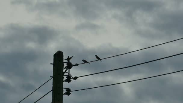 Silueta Ptáci Setkání Elektrickém Kabelu Kabel Oblačném Dešti Modrá Obloha — Stock video