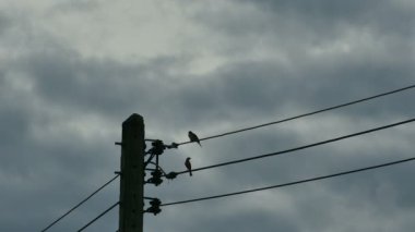 4K siluet kuşlar bulutlu mavi gökyüzünde elektrik kablosunda buluşuyorlar.