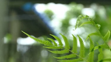 4K Yağmur Tazelik makro yeşil ağaç yaprağına damlıyor. Bulutlu gökyüzünde soyut hüzün anı